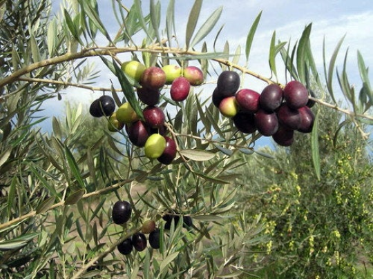 Thumbnail: Olive Tree  Olea europaea  20 Seeds