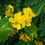 Thumbnail: Golden Cassia Senna surattensis 50 Seeds
