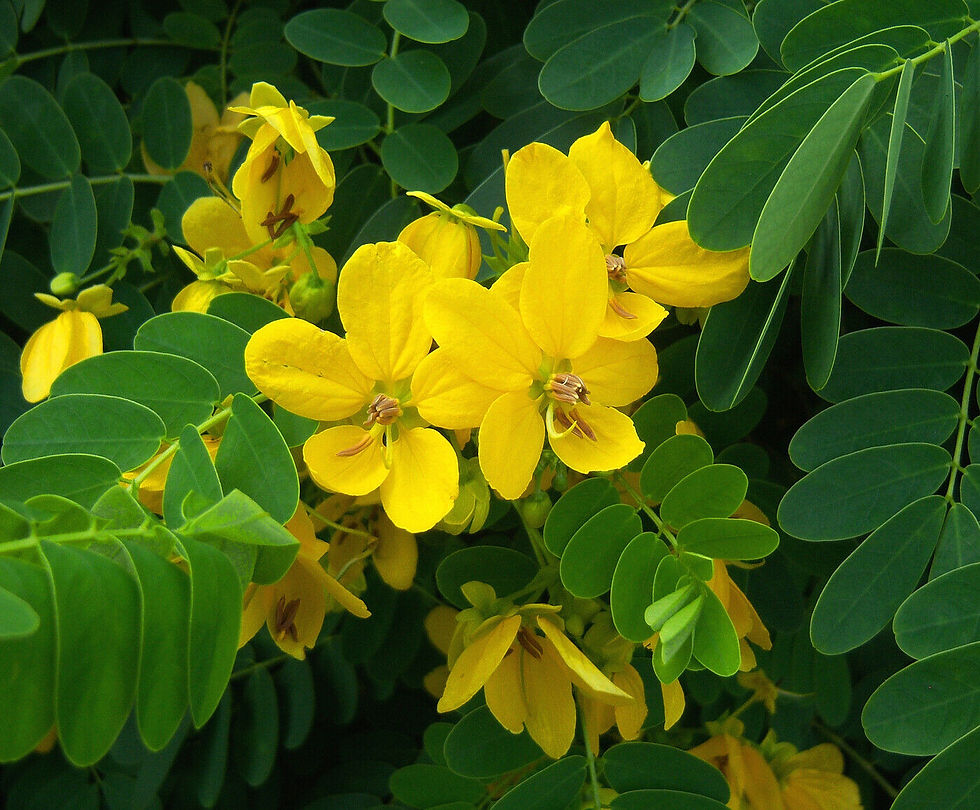Golden Cassia Senna surattensis 50 Seeds