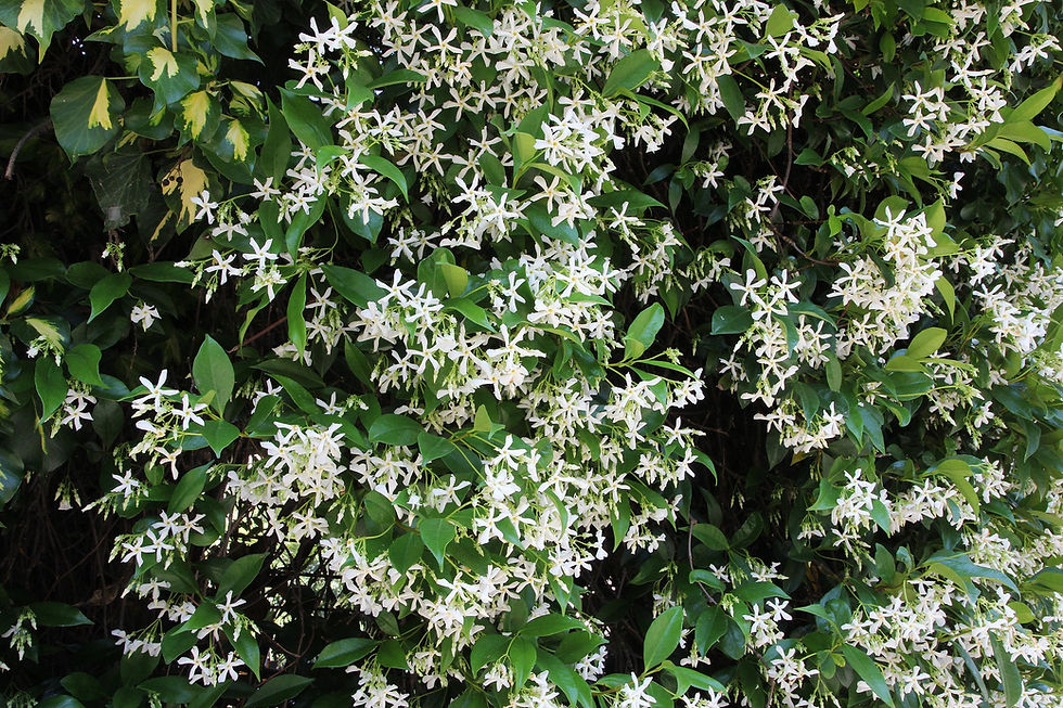 Thumbnail: Star Jasmine 5 Seeds Trachelospermum jasminoides