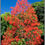 Thumbnail: Flame Tree  10 Seed  Brachychiton acerifolius