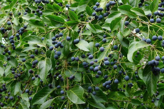 Thumbnail: Chinese Fringe Tree  Chionanthus retusus  20 Seeds