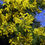 Thumbnail: Cootamundra Wattle Acacia baileyana 200 Seeds  USA Company