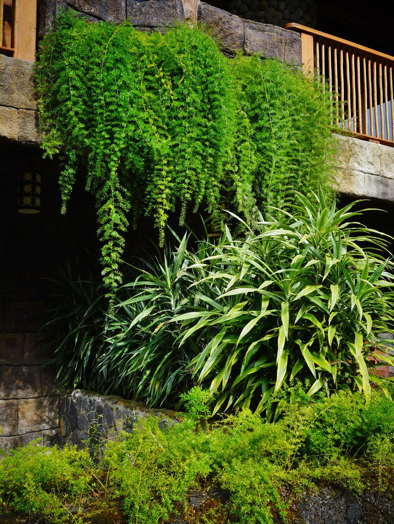 Thumbnail: Asparagus Fern  10 Seeds  Asparagus densiflorus