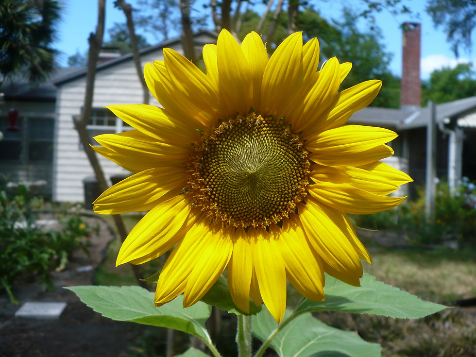 Thumbnail: Giant Sunflower   100 Seeds   ‘Mammoth Gray Stripe’   Helianthus annuus