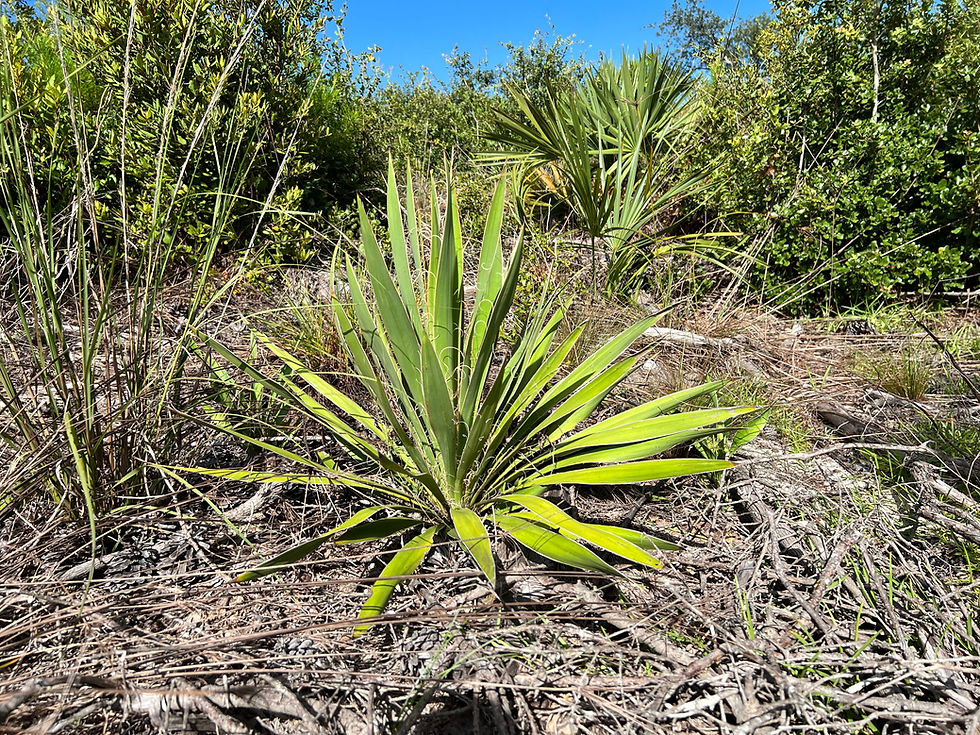 Thumbnail: Adam's Needle  100 Seeds  Yucca filamentosa