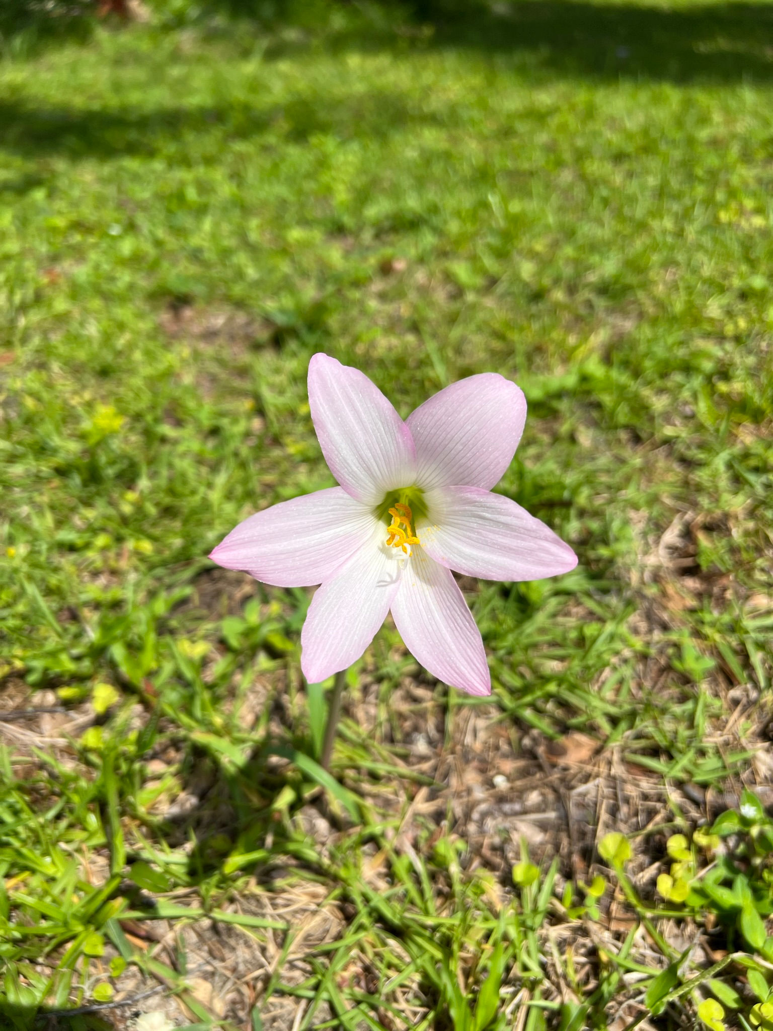 Pink Rain Lily  Zephyranthes robusta  20 Seeds