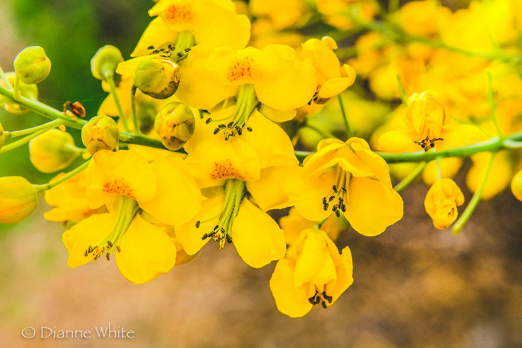 Mexican Bird of Paradise  Caesalpinia mexicana  100 Seeds   USA Company