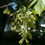 Thumbnail: Boxelder Acer negundo 100 Seeds