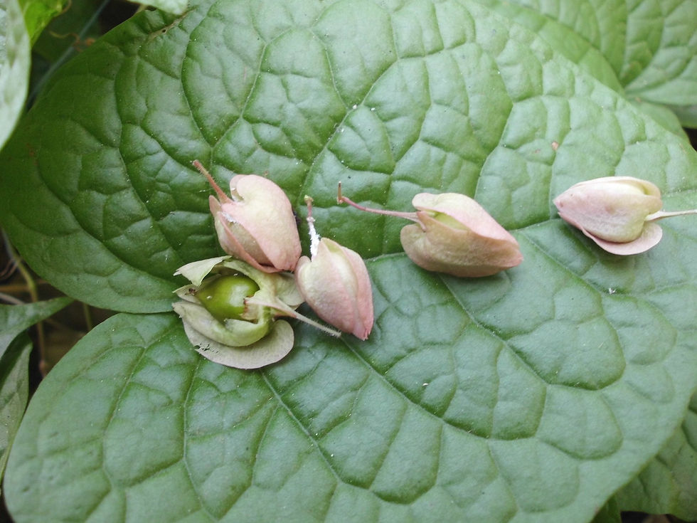 Thumbnail: Coral Vine  Antigonon leptopus  10 Seeds