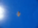 Thumbnail: American Sycamore Moon Tree   100 Seeds   Platanus occidentalis