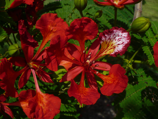 Thumbnail: Royal Poinciana   Delonix regia  10 Seeds