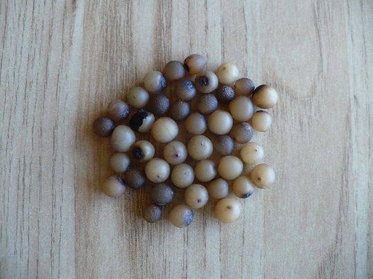 Thumbnail: Lilyturf  10 Seeds  Liriope muscari