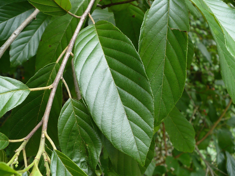 Thumbnail: Carolina Buckthorn   20 Seeds   Rhamnus caroliniana