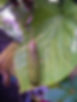 Thumbnail: Dutchman's Pipe 20 Seeds Aristolochia macrophylla