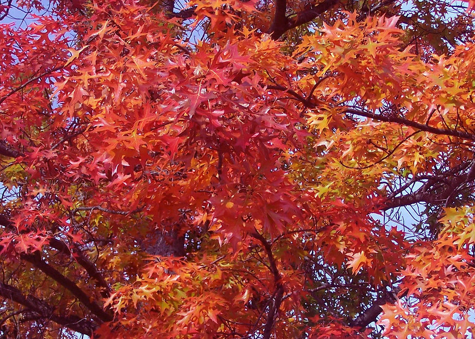 Thumbnail: Scarlet Oak  5 Seeds  Quercus coccinea