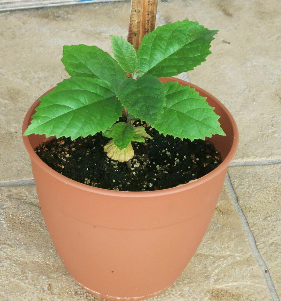 Thumbnail: Geiger Tree  10 Seeds  Cordia sebestena