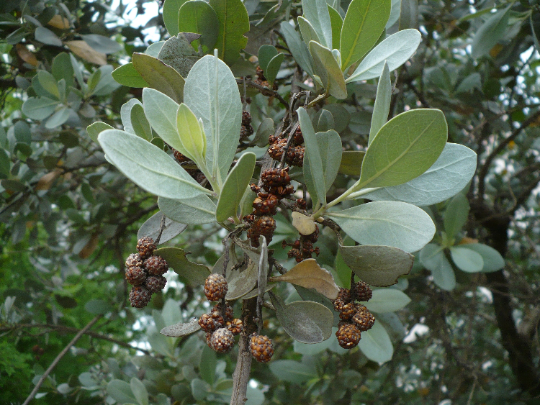 Thumbnail: Silver Buttonwood Conocarpus erectus 100 Seeds