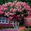 Thumbnail: Pink Crape Myrtle Lagerstroemia indica 100 Seeds
