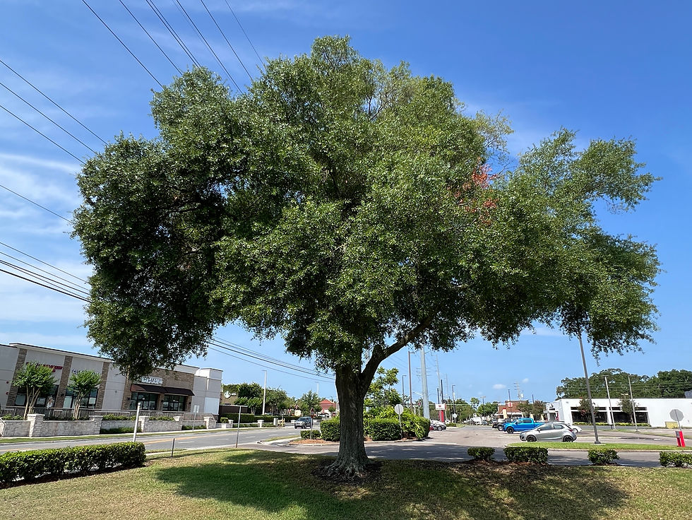Thumbnail: Laurel Oak Quercus laurifolia 20 Seeds