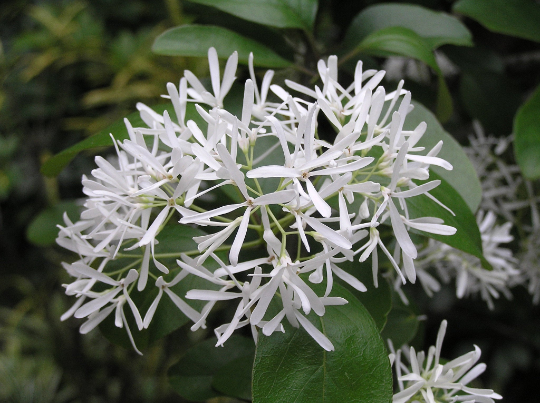 Chinese Fringe Tree Chionanthus retusus 20 Seeds