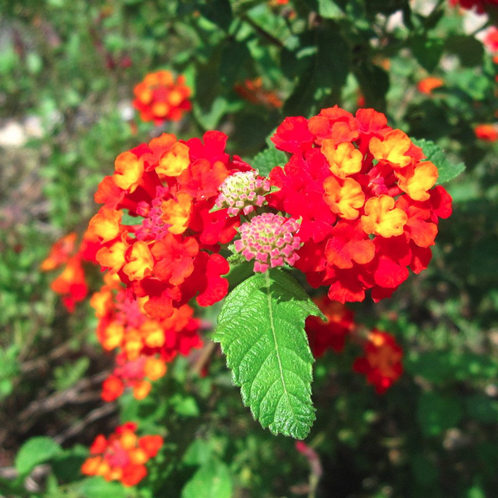 Red Lantana Shrub Verbena Lantana camara 100 Seeds USA Company