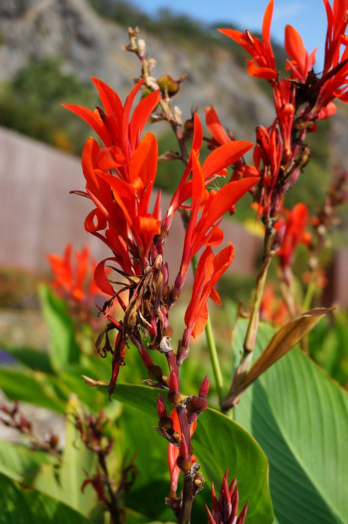 Thumbnail: Red Canna   Canna indica   20 Seeds