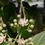 Thumbnail: Basswood  20 Seeds  American Linden Tilia americana