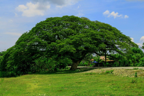 Rain Tree Samamea saman 20 Seeds USA Company