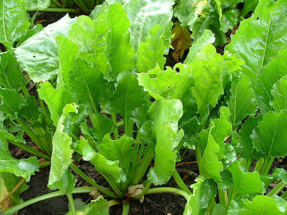 Thumbnail: Sugar Beet   100 Seeds   Berta vulgaris