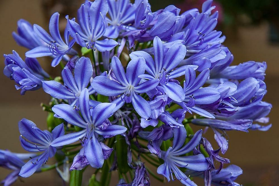 Thumbnail: Lily of the Nile  Agapanthus praecox  100 Seeds