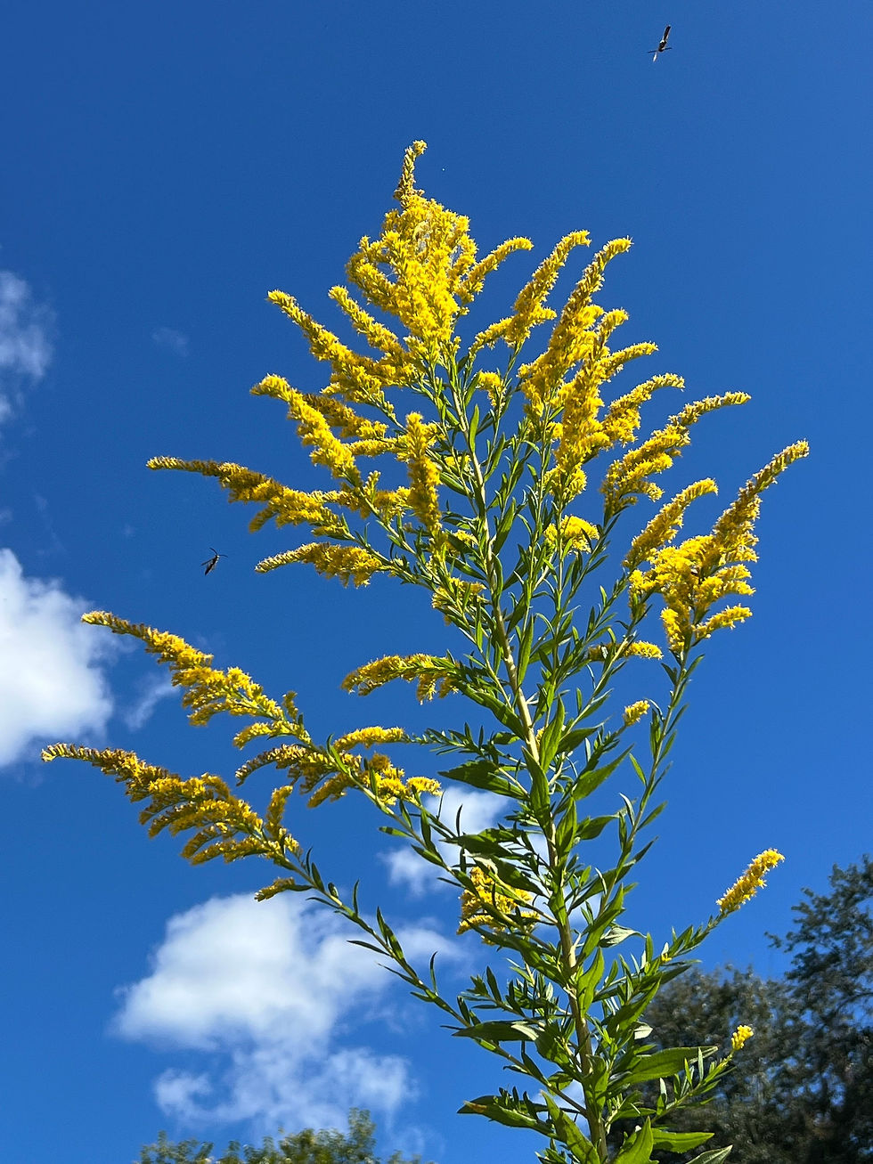 Thumbnail: Giant Goldenrod  100 seeds  Solidago gigantea