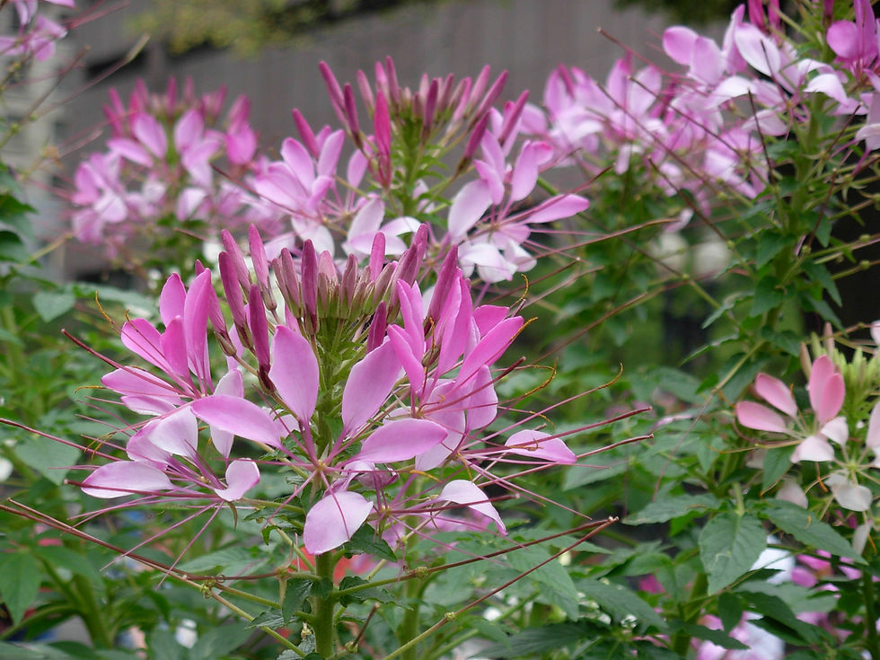 Thumbnail: Spider Flower Mix  Cleome hassleriana  100 Seeds