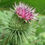 Thumbnail: Greater Burdock  100 Seeds  Arctium lappa