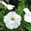Thumbnail: White Petunia  100 Seeds  Petunia Grandiflora