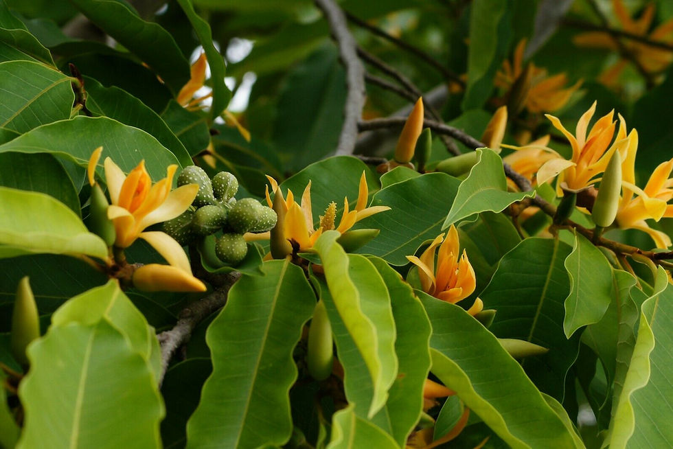 Thumbnail: Golden Champaca Michelia champaca 20 Seeds