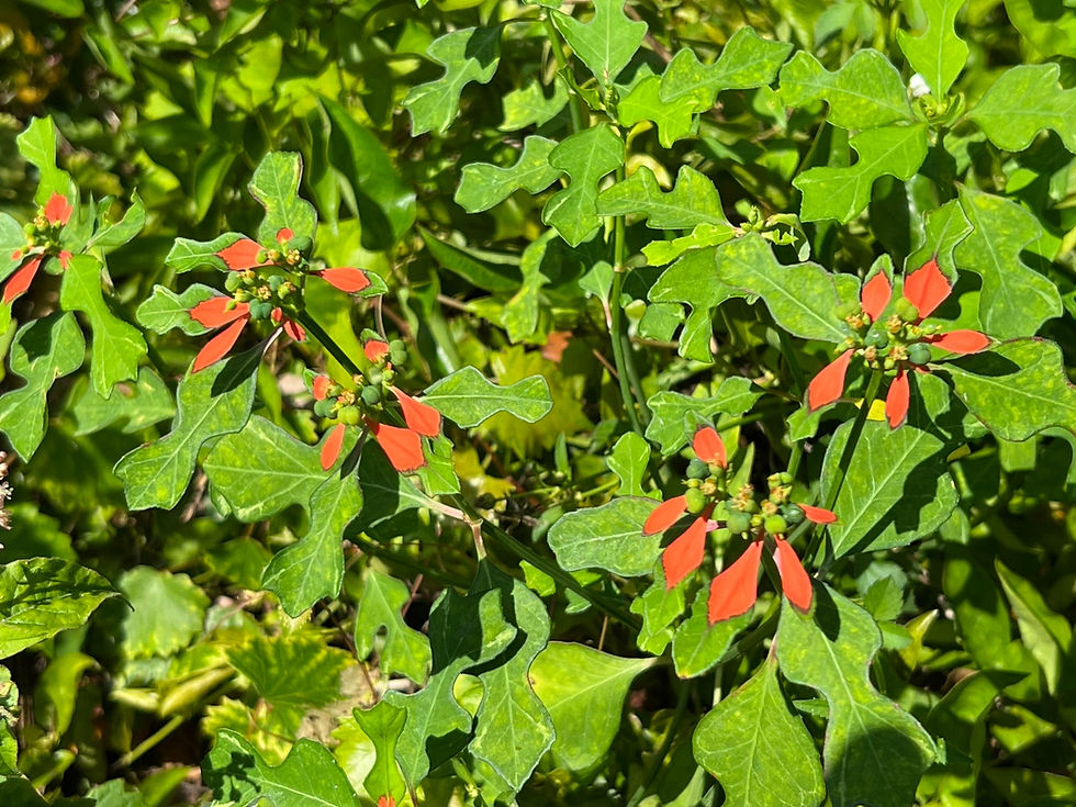 Thumbnail: Wild Poinsettia  20 Seeds  Poinsettia cyathophora