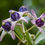 Thumbnail: Giant Milkweed Crown Flower Calotropis gigantea 20 Seeds  USA Company