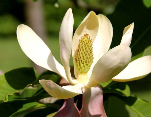 10X BEAUMONTIA GRANDIFLORA Trompette Herald Plantes - Graines ID17 EUR