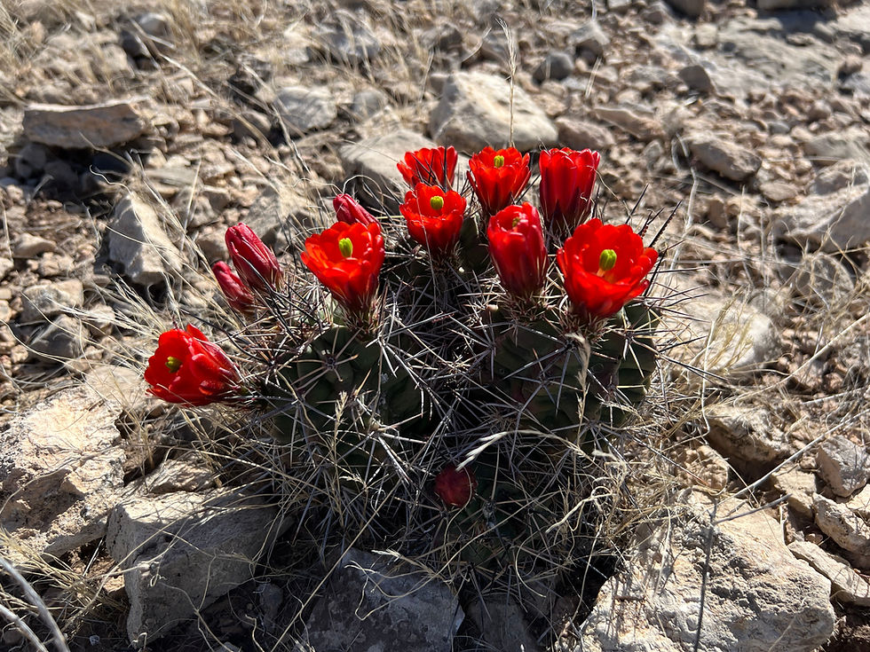 Thumbnail: Claret Cup Cactus 25 Seeds Hedgehog Cactus Echinocereus coccineus