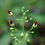 Thumbnail: Figwort Scrophularia marylandica 1000 Seeds  USA Company