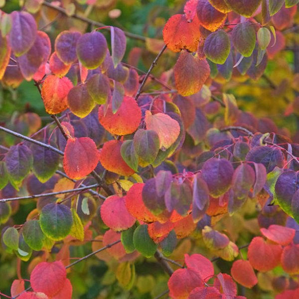 Thumbnail: Katsura Tree  100 Seeds  Cercidiphyllum japonicum