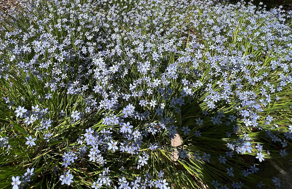 Thumbnail: Blue-Eyed Grass   100 Seeds   Sisyrinchium angustifolium