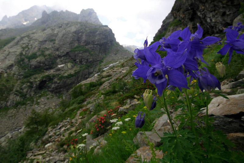 Thumbnail: Alpine Columbine  100 Seeds  Aquilegia alpina