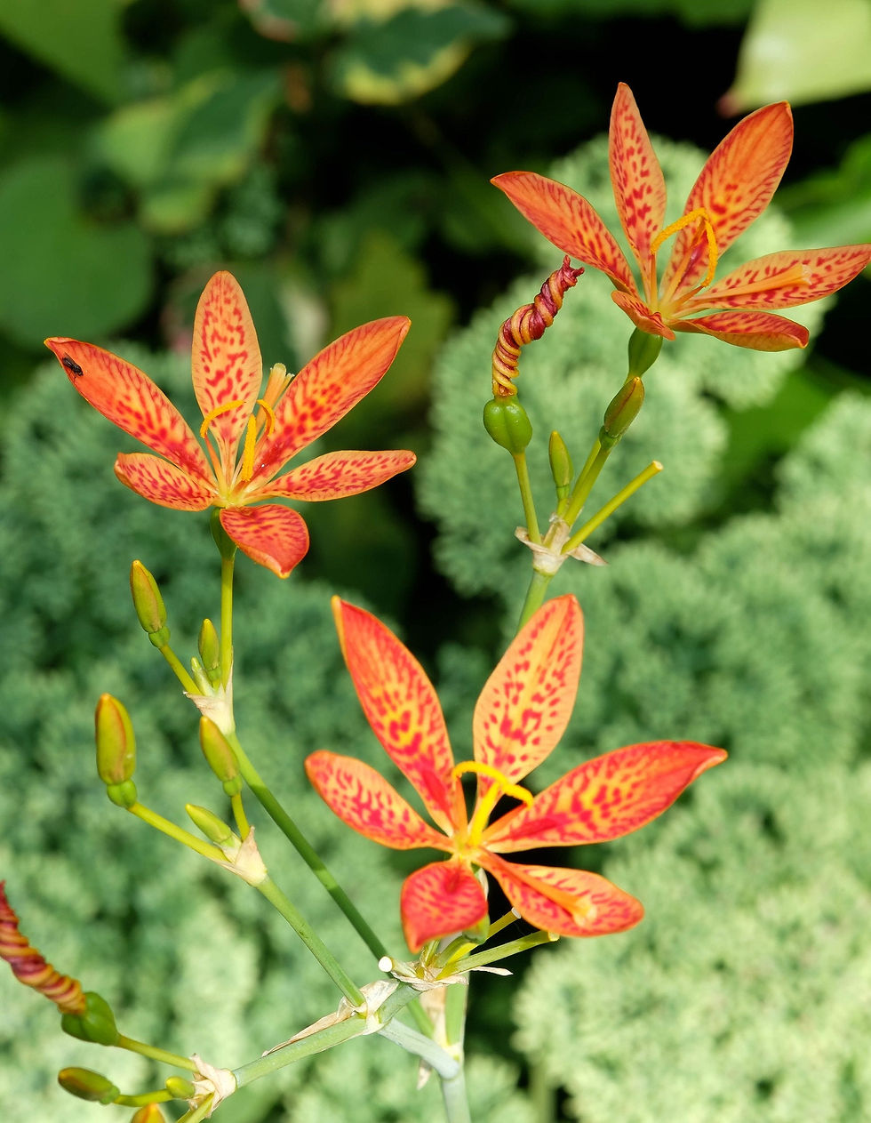 Thumbnail: Leopard Lily   20 Seeds   Belamcanda chinensis