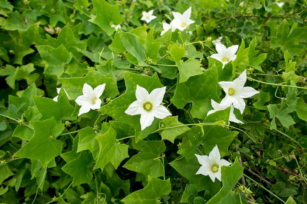 Thumbnail: Ivy Gourd   20 Seeds   Scarlet Gourd   Coccinia grandis