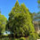 Thumbnail: Japanese Cedar  100 Seeds  Cryptomeria japonica 100 Seeds