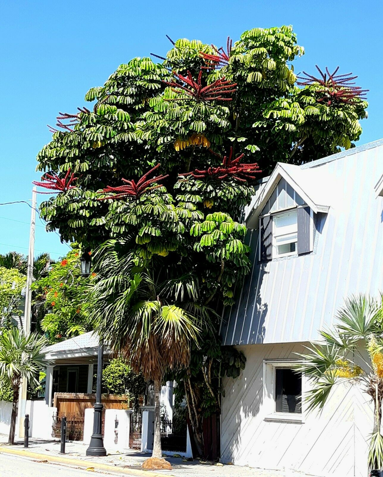 Octopus Tree Umbrella Tree Schefflera actinophylla 100 Seeds
