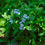 Thumbnail: Forget-Me-Not  2000 Seeds  Myosotis sylvatica