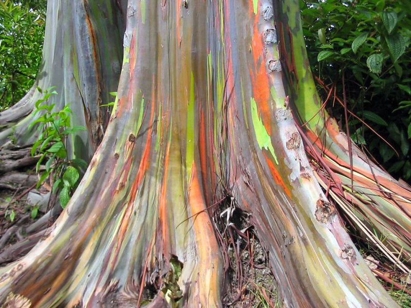 Thumbnail: Rainbow Eucalyptus Eucalyptus deglupta 100 Seeds